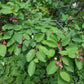 A close-up of a leafy green plant with clusters of small pinkish-red berries or buds hanging from the branches.