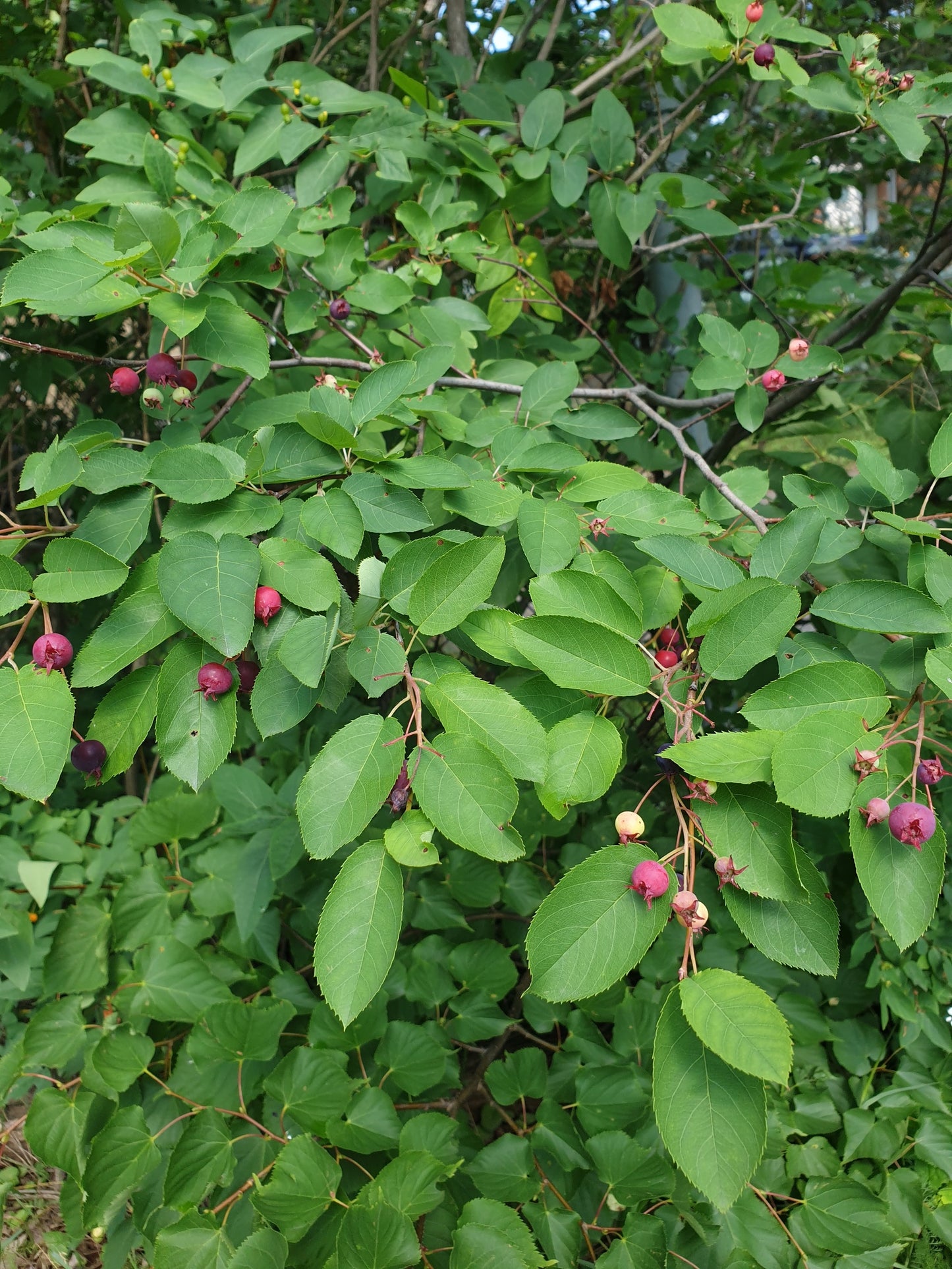 A close-up of a leafy green plant with clusters of small pinkish-red berries or buds hanging from the branches.