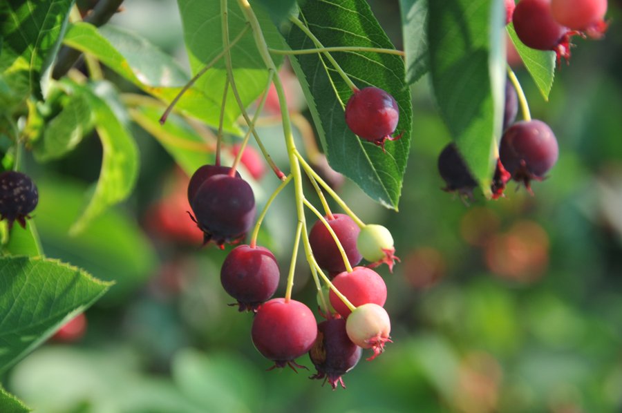 'Autumn Brilliance' Serviceberry, Amelanchier x grandiflora 'Autumn Brilliance'