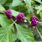 Three clusters of purple beautyberry berries along a stem with green leaves in the background