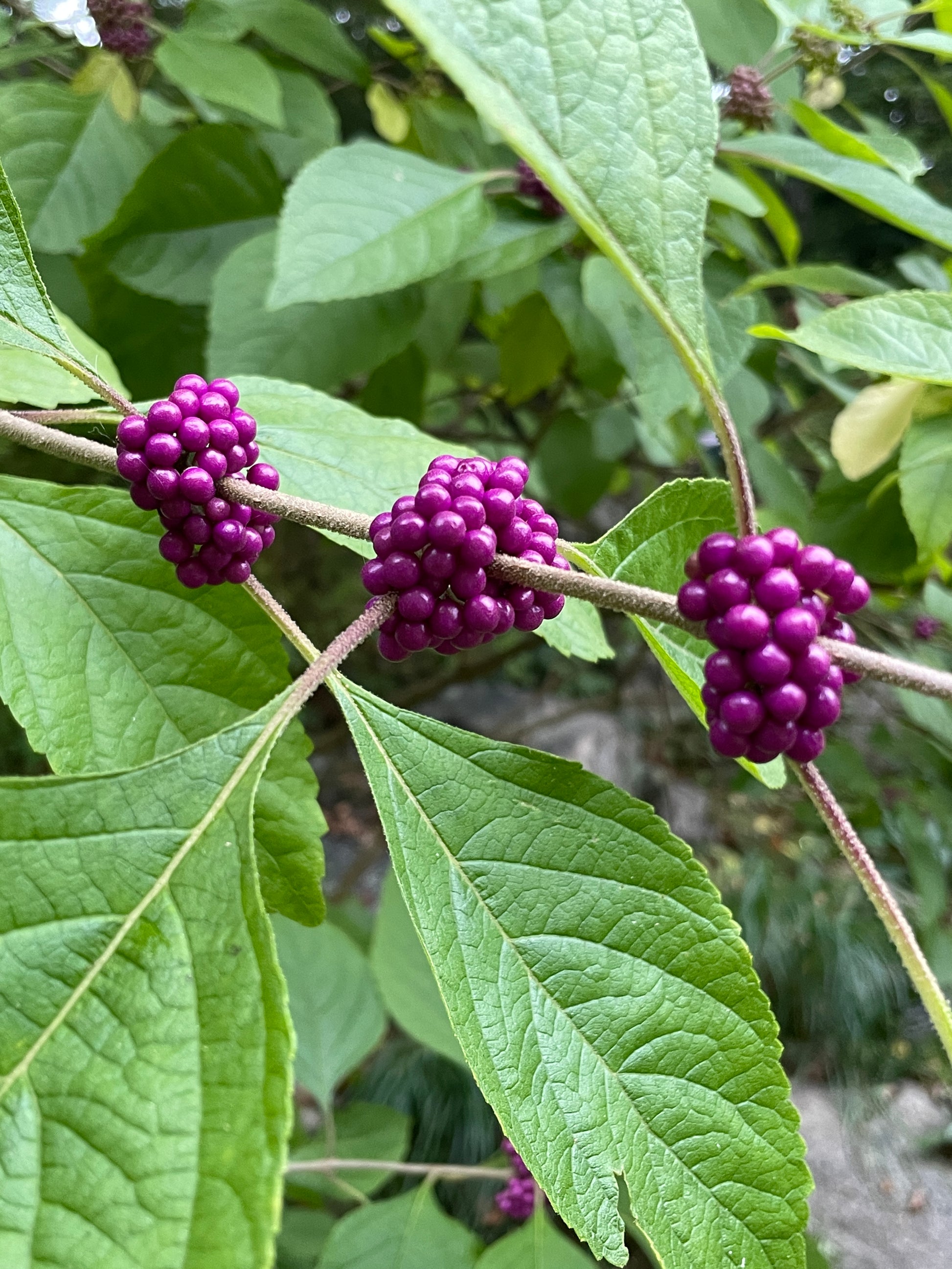 Three clusters of purple beautyberry berries along a stem with green leaves in the background