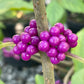 Close up of bright purple American beautyberry berries along a stem