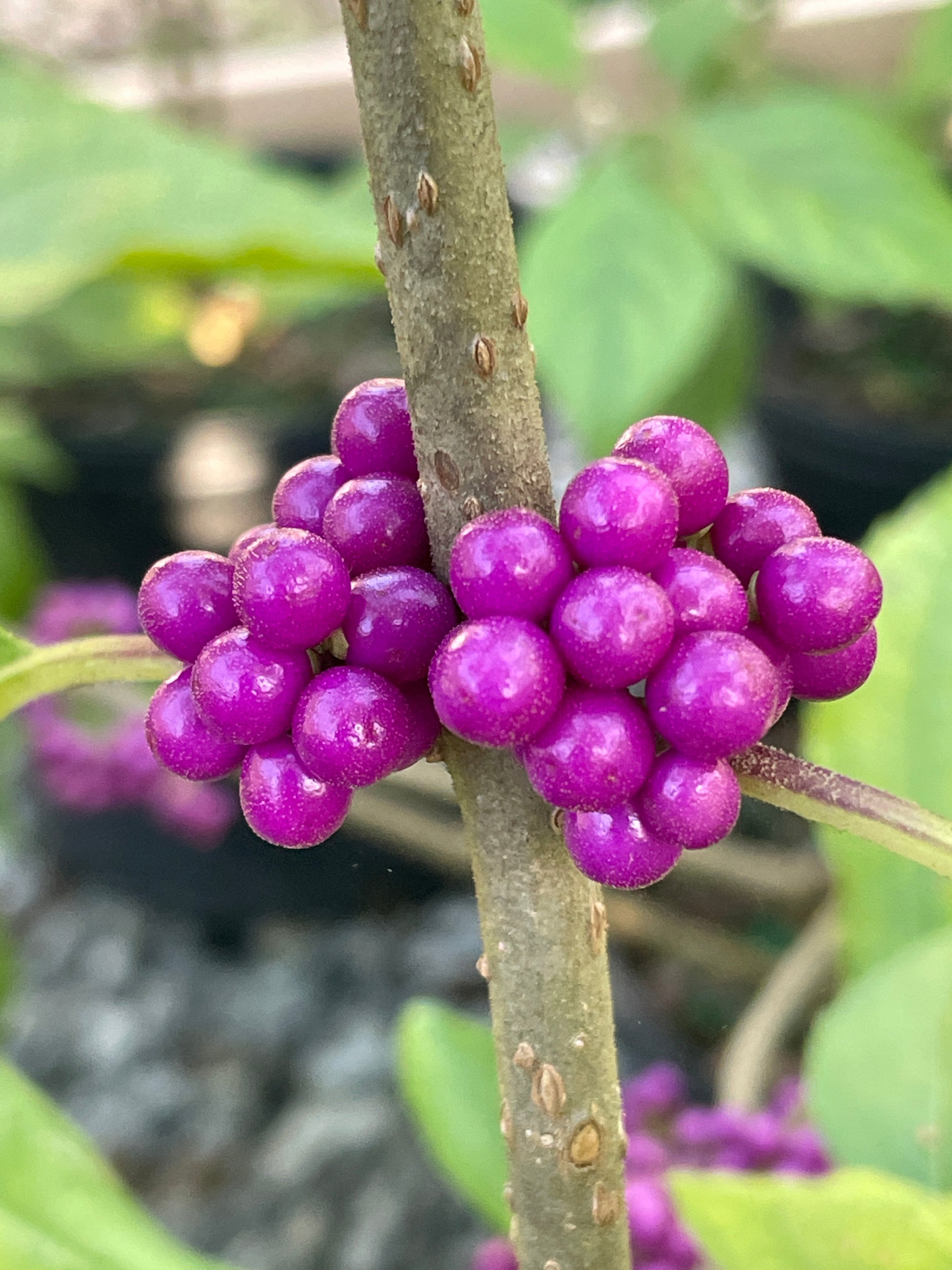 Close up of bright purple American beautyberry berries along a stem