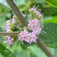 Cluster of light pink flowers of American beautyberry against a fuzzy stem