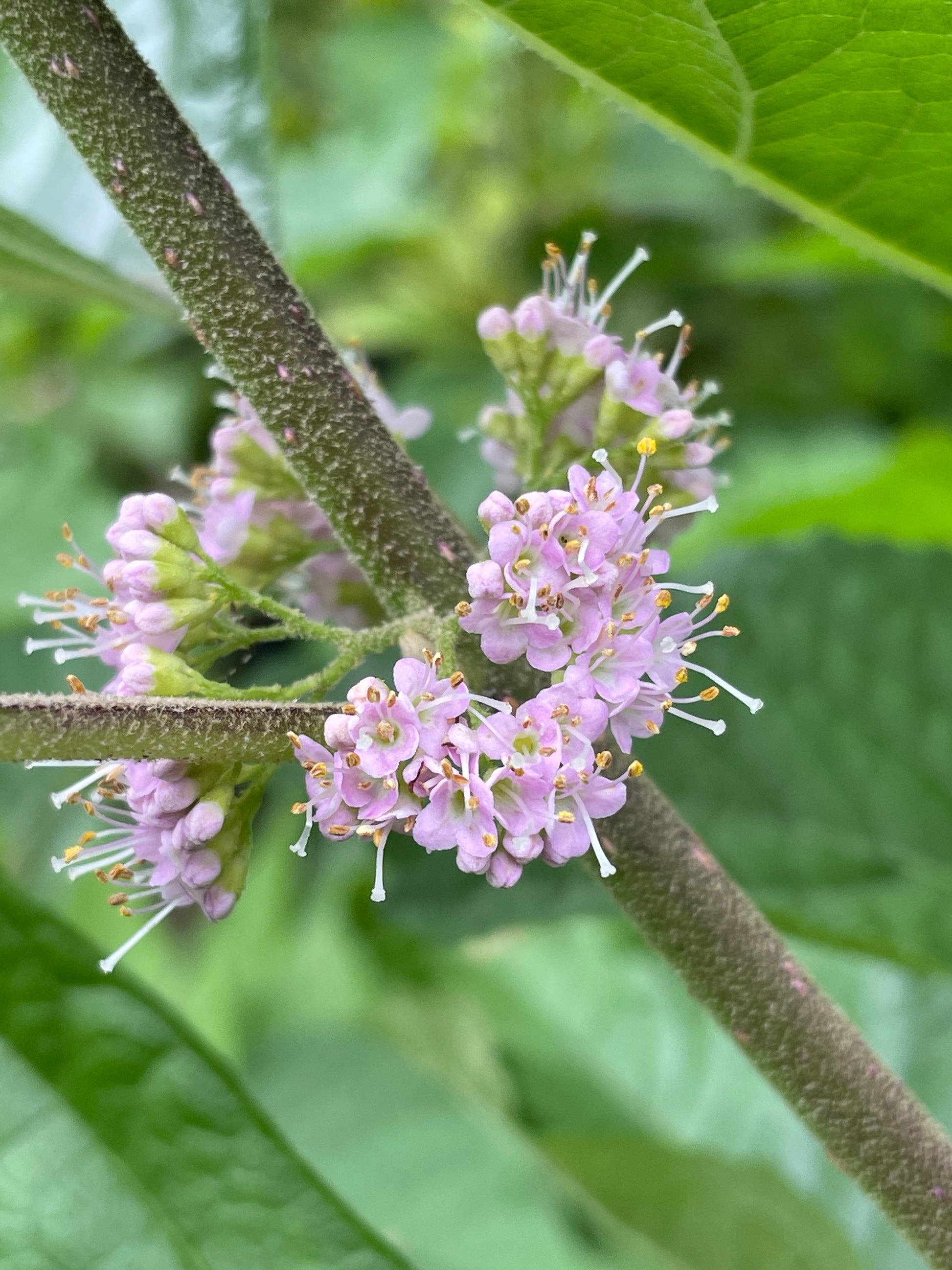 Cluster of light pink flowers of American beautyberry against a fuzzy stem