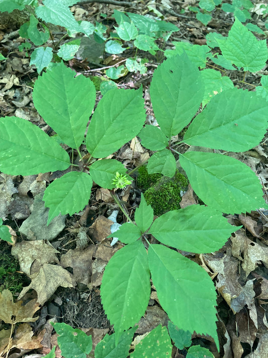 Plant with five leaves