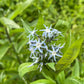 Eastern Bluestar, Amsonia tabernaemontana
