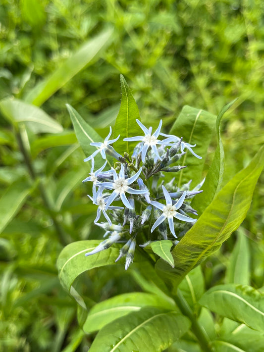 Eastern Bluestar, Amsonia tabernaemontana