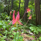 Eastern Columbine, Aquilegia canadensis