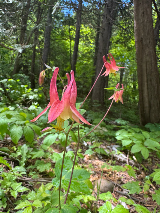 Eastern Columbine, Aquilegia canadensis
