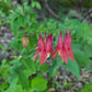 Eastern Columbine, Aquilegia canadensis