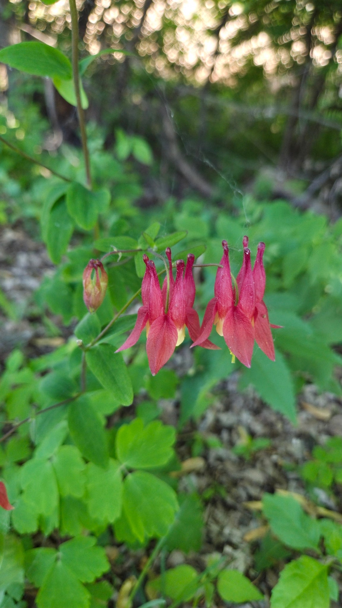 Eastern Columbine, Aquilegia canadensis