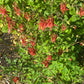 Eastern Columbine, Aquilegia canadensis