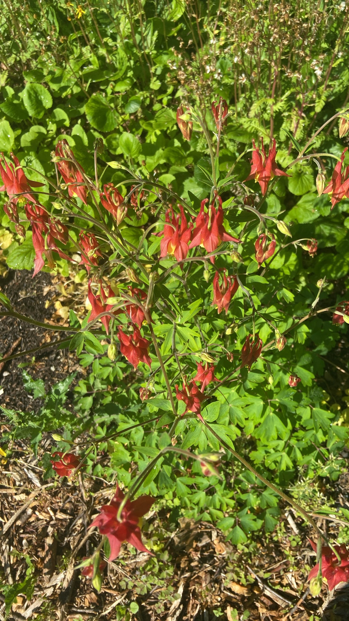 Eastern Columbine, Aquilegia canadensis