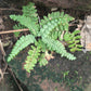 Ebony Spleenwort, Asplenium platyneuron