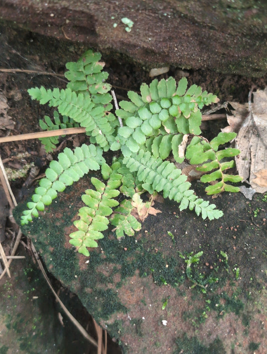 Ebony Spleenwort, Asplenium platyneuron