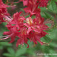 'Razzberry' Azalea, Rhododendron 'Razzberry'