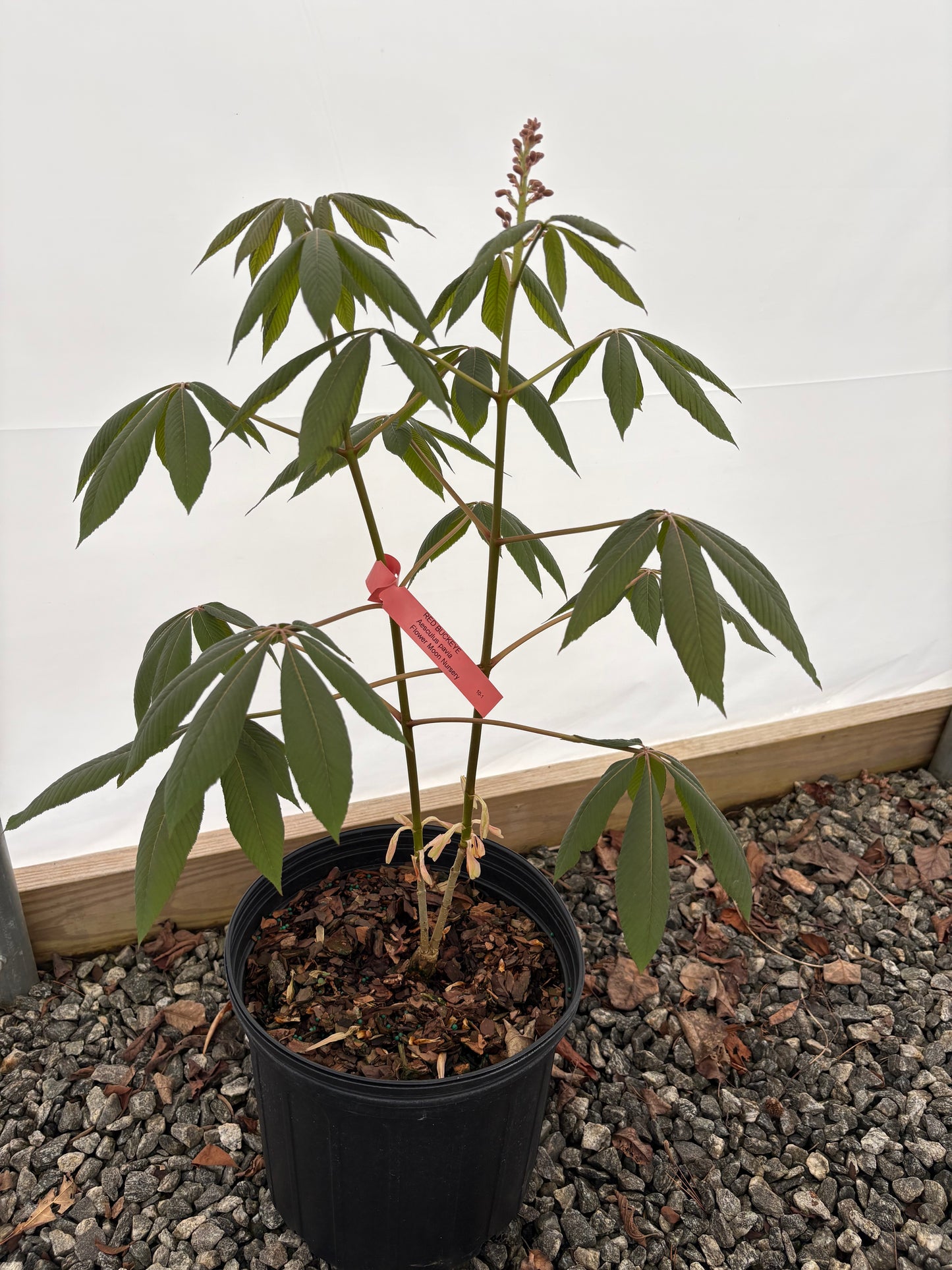 Red Buckeye, Aesculus pavia