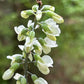 A close-up of a flowering plant with clusters of pale green and white blossoms on a stem, set against a blurred green natural background.