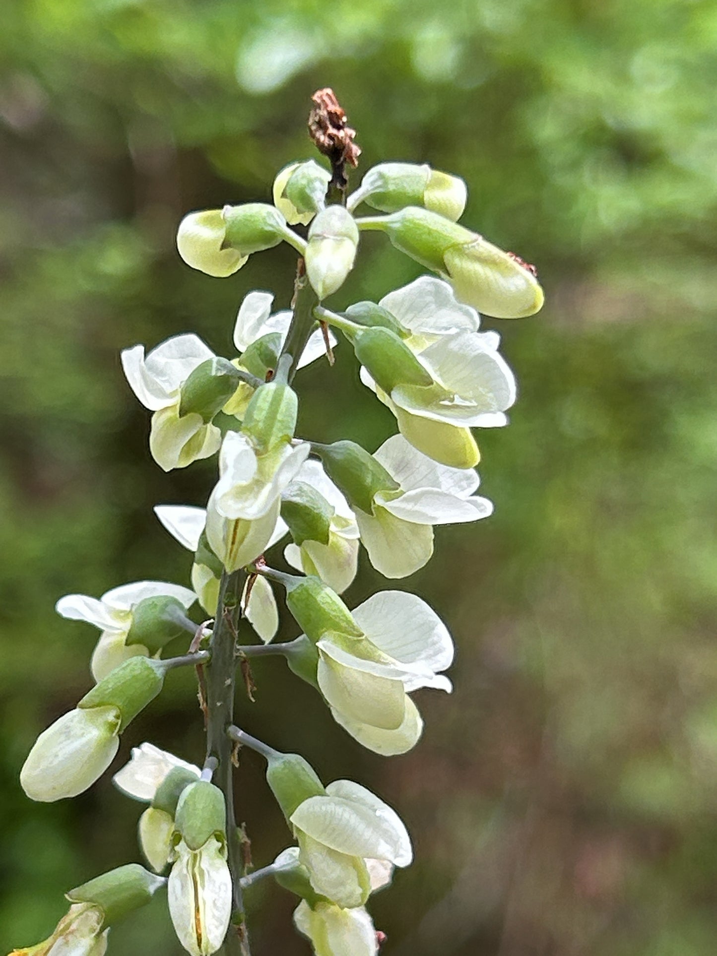 A close-up of a flowering plant with clusters of pale green and white blossoms on a stem, set against a blurred green natural background.