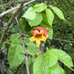 Orange and yellow trumpet flowers blooming among green leaves on a tree branch, with water droplets visible on the leaves.