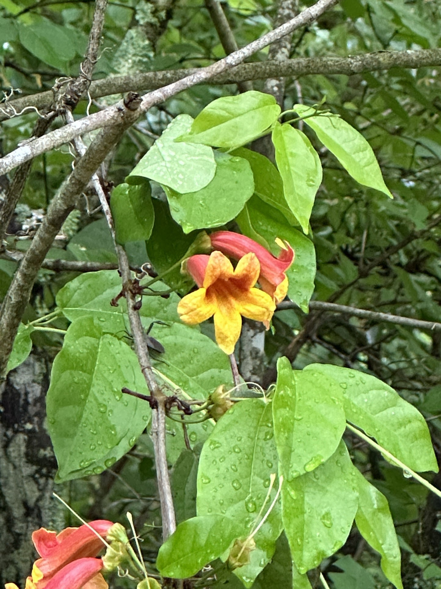 Orange and yellow trumpet flowers blooming among green leaves on a tree branch, with water droplets visible on the leaves.