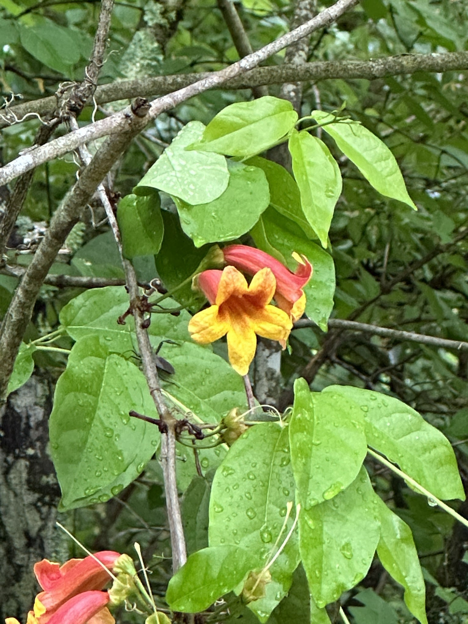 Orange and yellow trumpet flowers blooming among green leaves on a tree branch, with water droplets visible on the leaves.