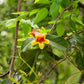 A close-up of a plant with green leaves and a bright orange and yellow trumpet-shaped flower growing on a branch in a natural outdoor setting.