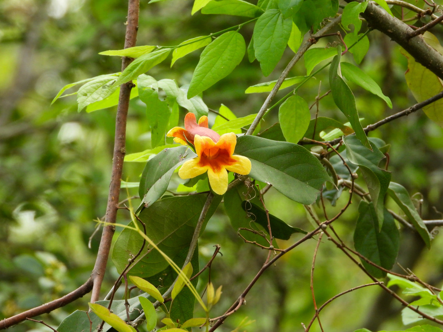 A close-up of a plant with green leaves and a bright orange and yellow trumpet-shaped flower growing on a branch in a natural outdoor setting.