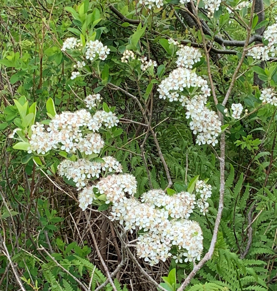 Clusters of white flowers against green leaves