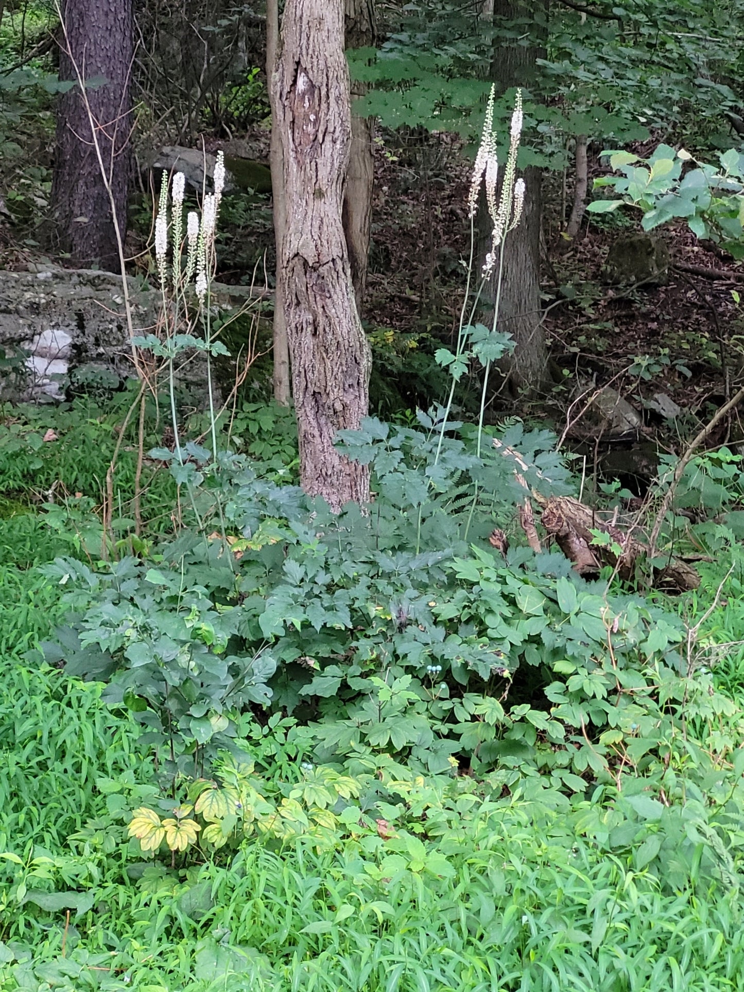 Forest floor with spikes of white flowers and green foliage and a tree trunk in a natural setting