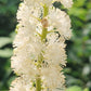Close-up of a white flower cluster with green leaves in the background