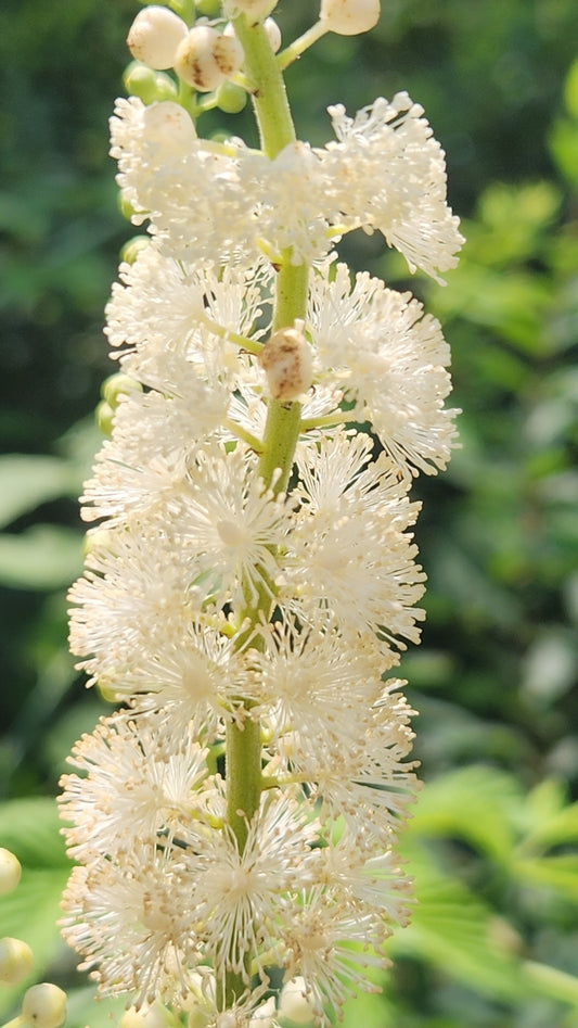 Close-up of a white flower cluster with green leaves in the background