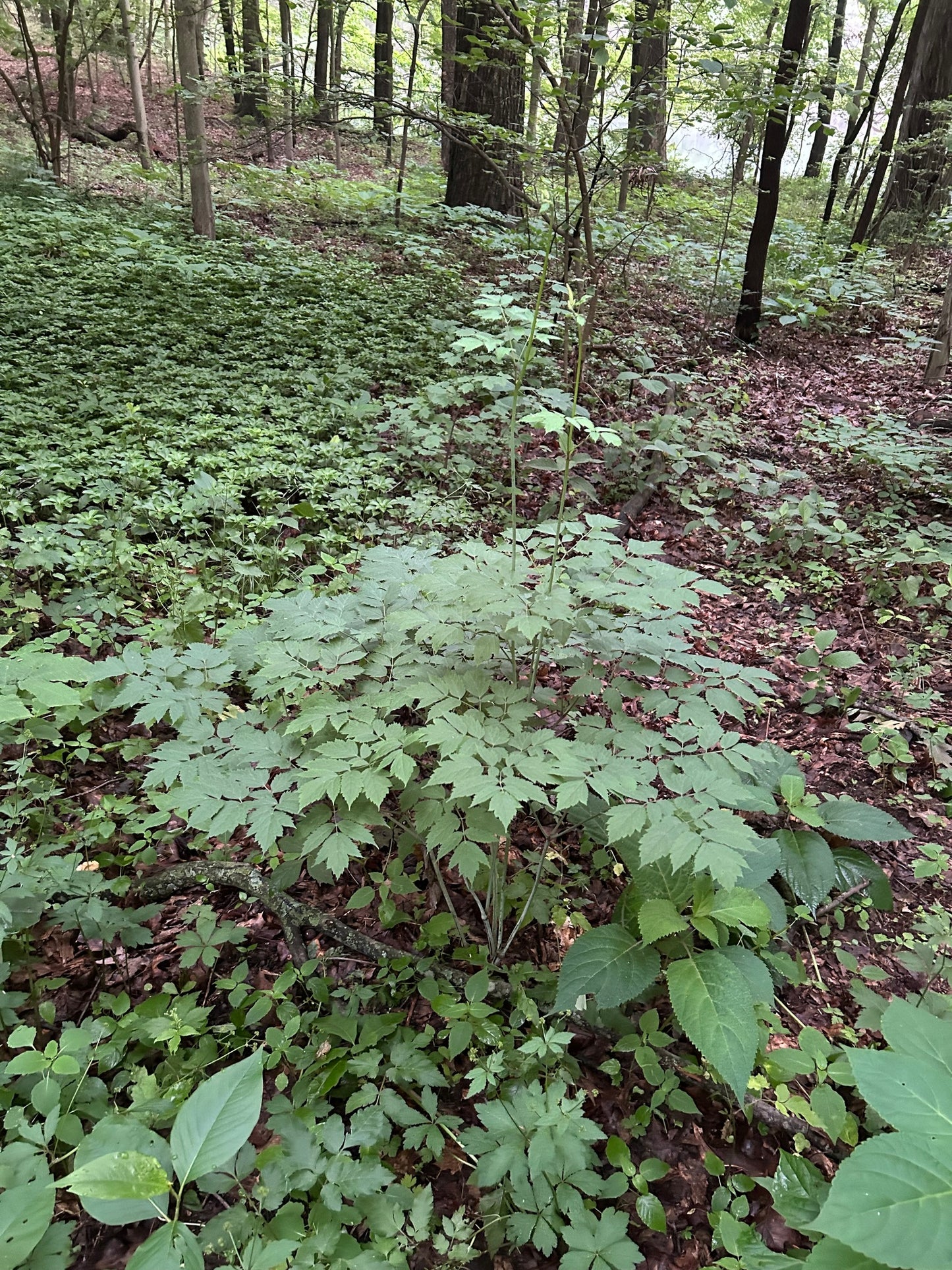 Green plants and trees in a forest setting