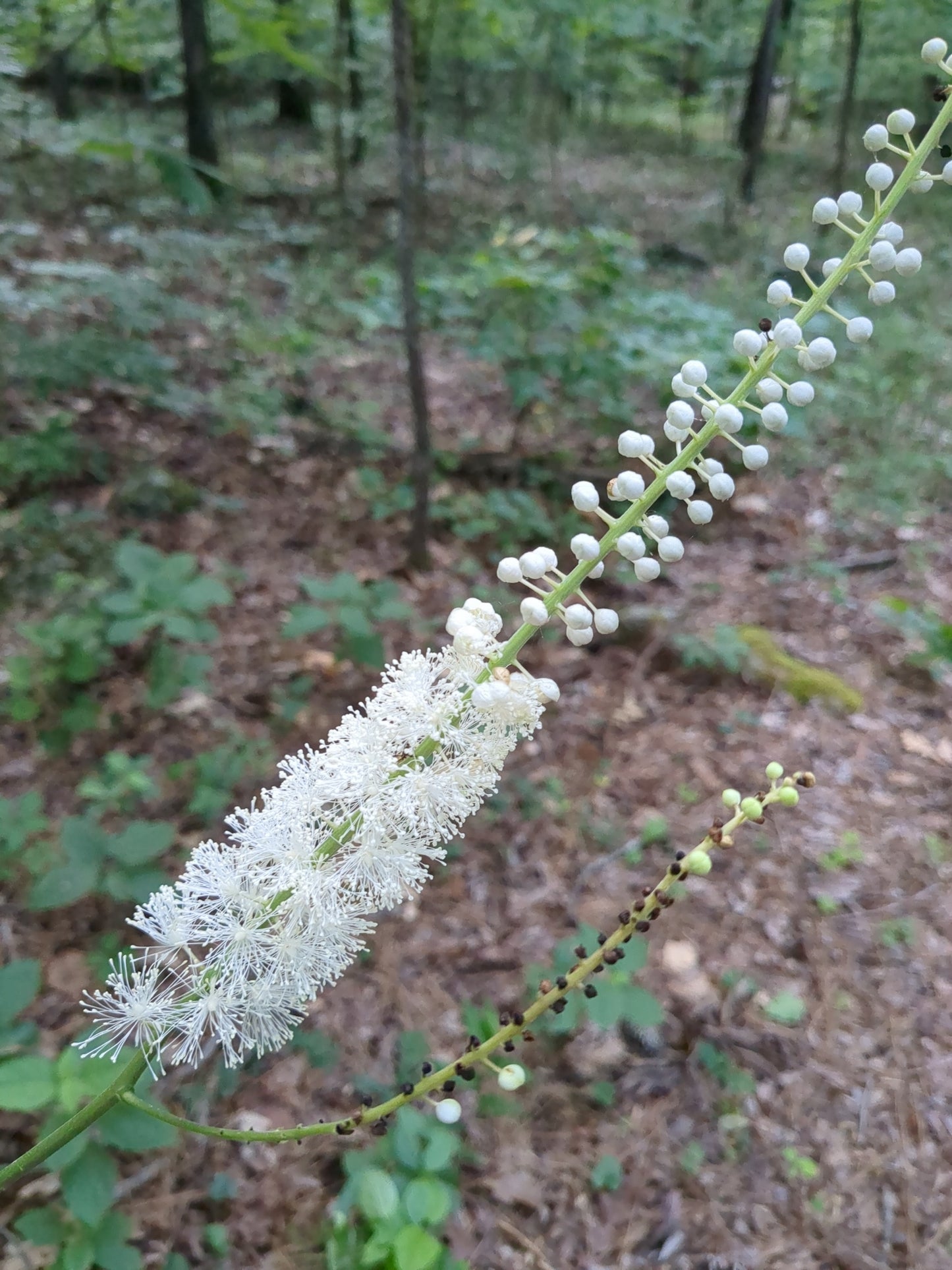 Plant with white flowers in a forest setting