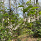 Branches covered in pink bell shaped flowers of Carolina silverbells, Halesia tetraptera
