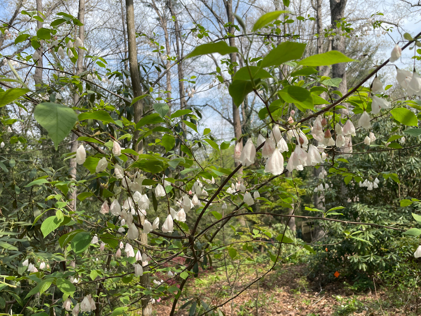 Branches covered in pink bell shaped flowers of Carolina silverbells, Halesia tetraptera