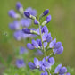 Close-up of a cluster of purple flowers with a blurred green background
