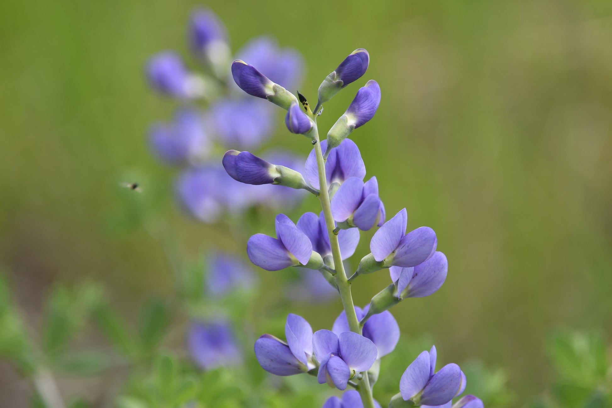 Close-up of a cluster of purple flowers with a blurred green background