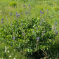 Green bush with purple flowers in a grassy field