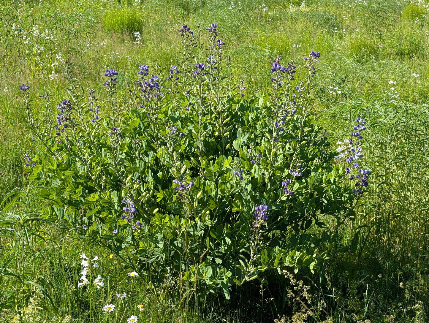 Green bush with purple flowers in a grassy field