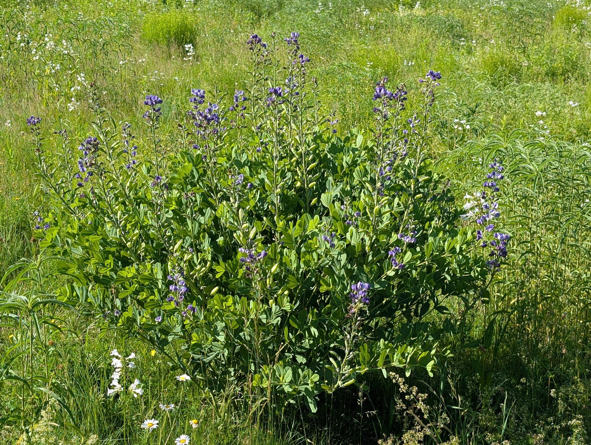 Green bush with purple flowers in a grassy field