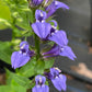 Great Blue Lobelia, Lobelia siphilitica