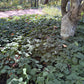 Allegheny spurge, Pachysandra procumbens