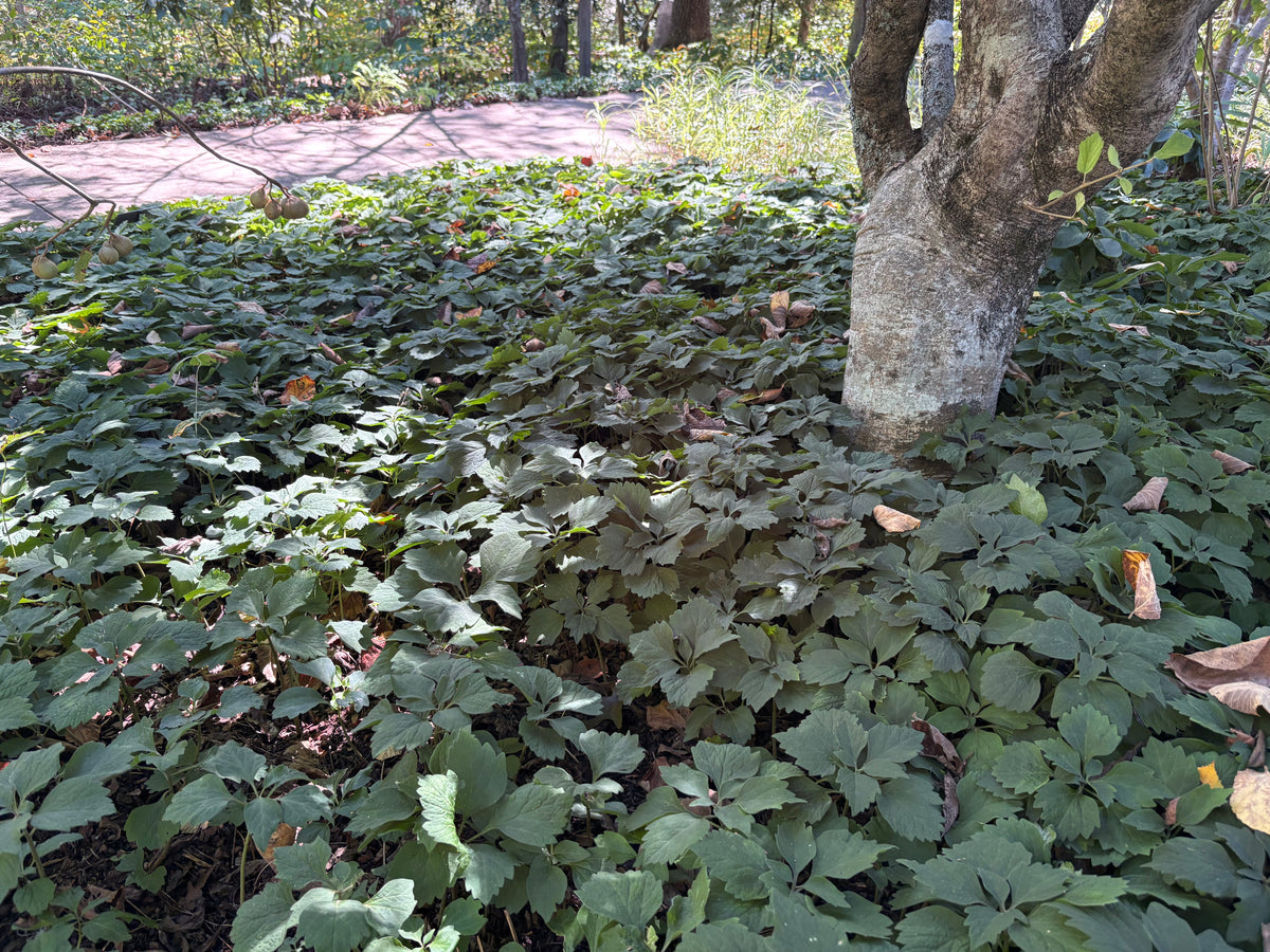 Allegheny spurge, Pachysandra procumbens