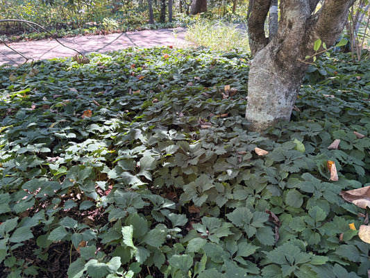 Allegheny spurge, Pachysandra procumbens