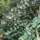 Bottlebrush Buckeye, Aesculus parviflora