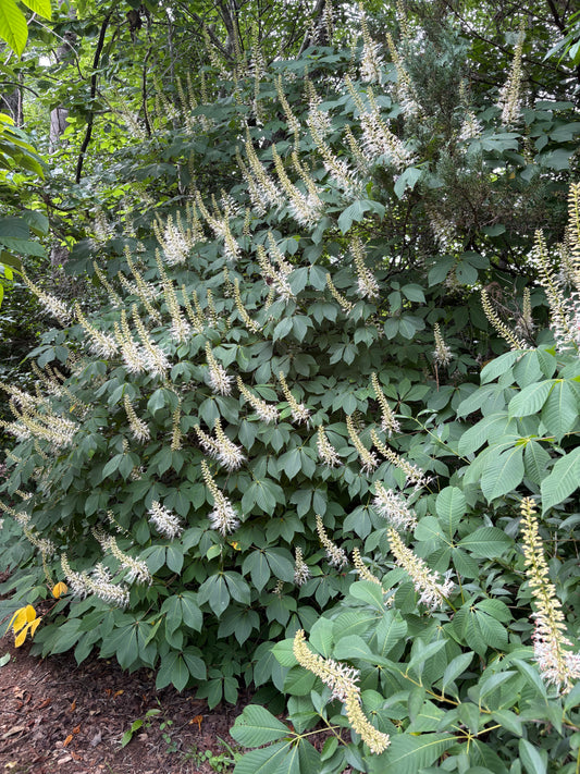 Bottlebrush Buckeye, Aesculus parviflora