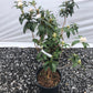 Plant in a pot