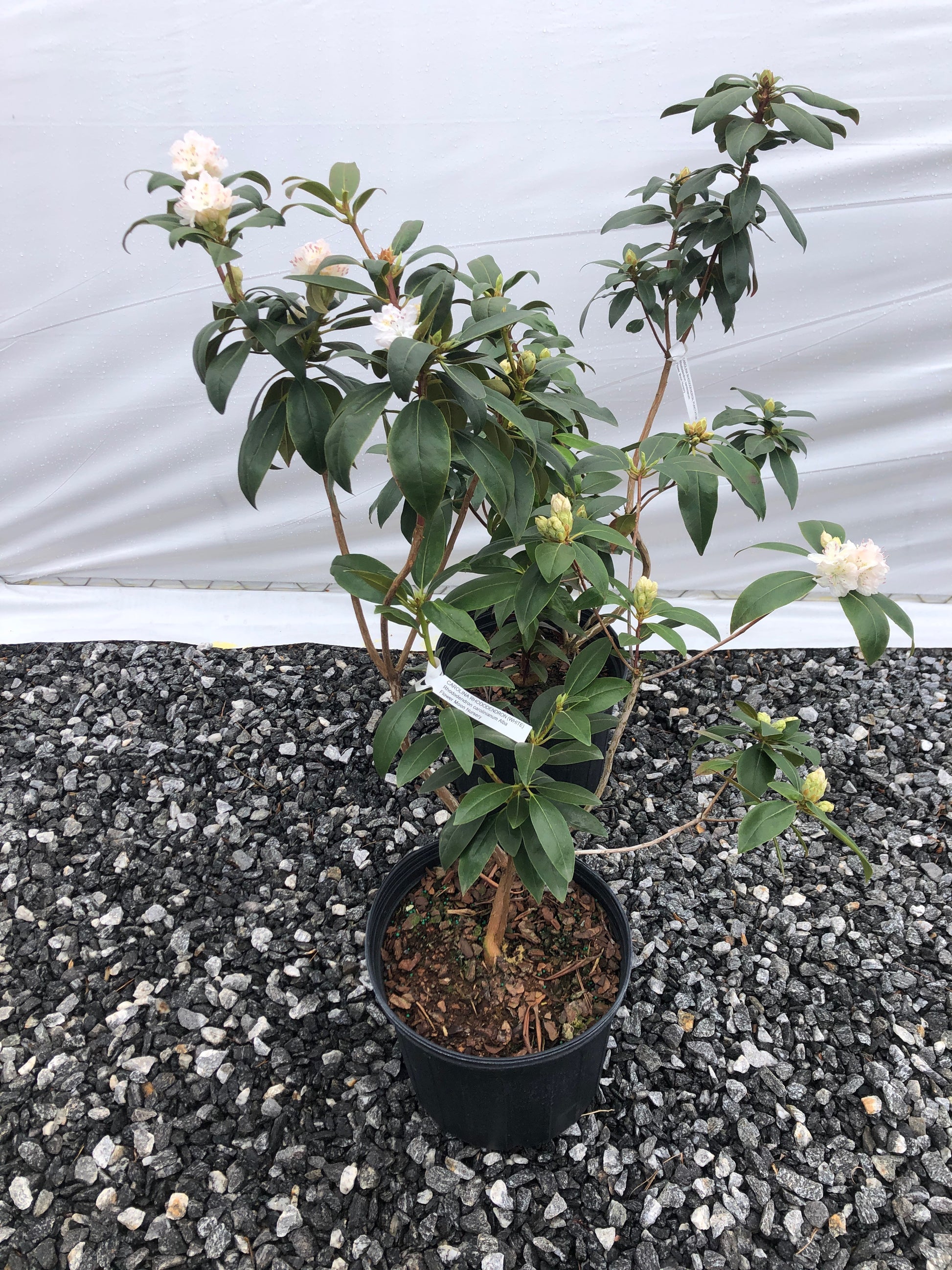 Plant in a pot